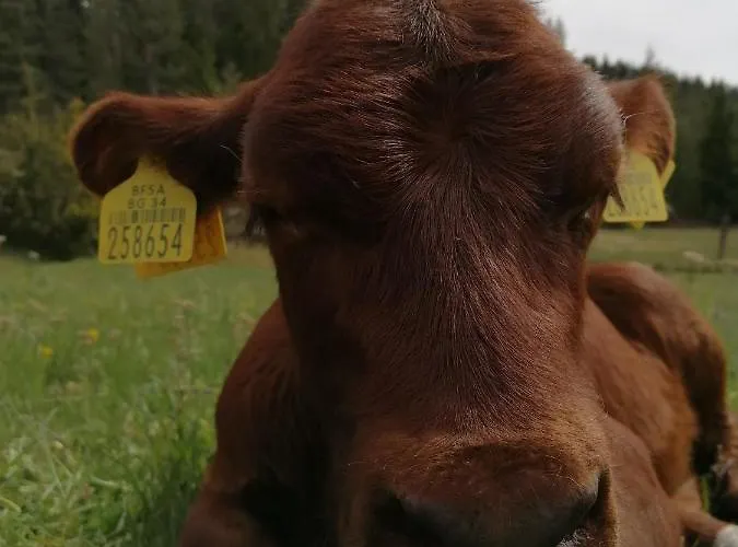 камината Guest house